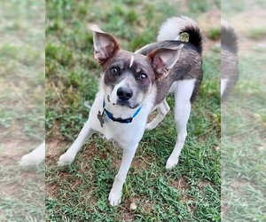 Unknown-pomeranian spitz Mix Dogs for adoption in Holly Springs, NC, USA
