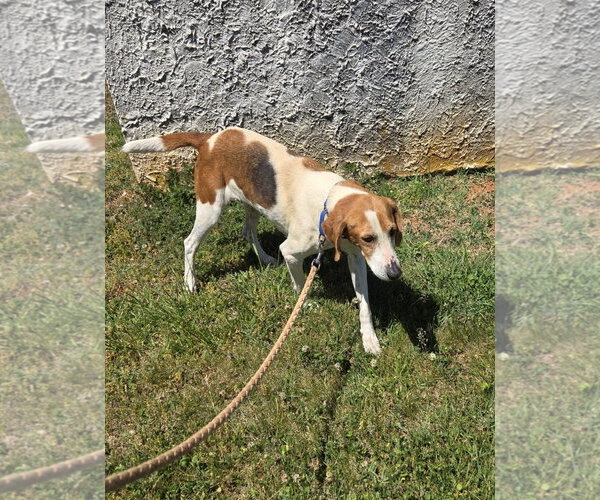 Medium Photo #3 Mutt Puppy For Sale in Rustburg, VA, USA