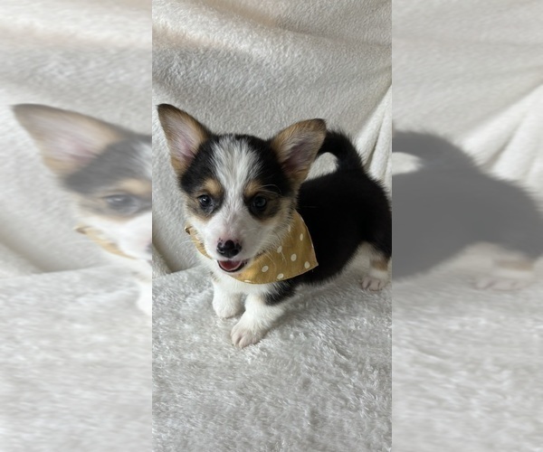 Medium Photo #4 Pembroke Welsh Corgi Puppy For Sale in GREENFIELD, IN, USA
