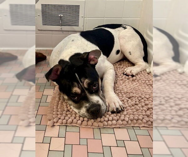 Medium Photo #4 Bulldog-Unknown Mix Puppy For Sale in St. Louis Park, MN, USA