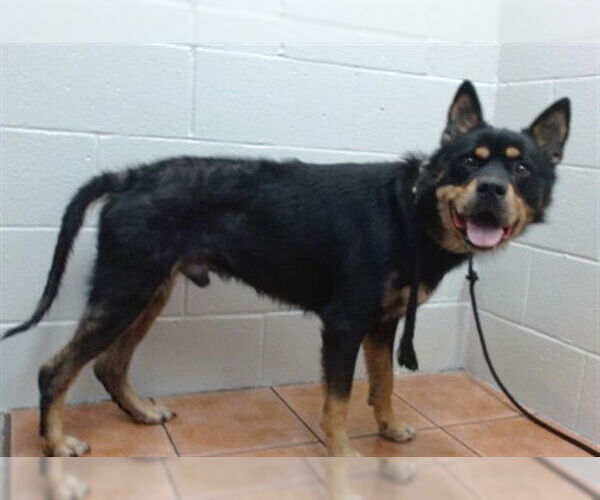 Medium Photo #1 German Shepherd Dog-Unknown Mix Puppy For Sale in Downey, CA, USA