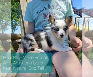 Pembroke Welsh Corgi Puppy for sale in MILTON, WI, USA