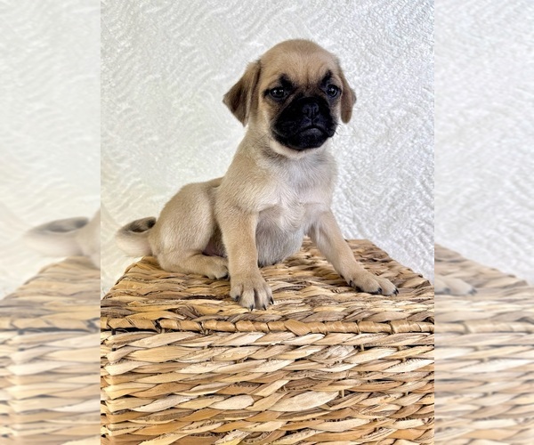 Medium Photo #4 Pug Puppy For Sale in GREENFIELD, IN, USA