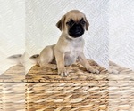 Small #3 Pug