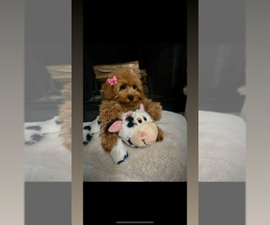 Poodle (Toy) Puppy for sale in PLAINFIELD, IL, USA