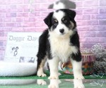 Small Photo #5 Miniature Australian Shepherd Puppy For Sale in BEL AIR, MD, USA