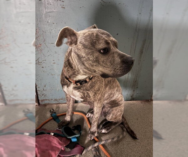 Medium Photo #1 Staffordshire Bull Terrier-Unknown Mix Puppy For Sale in Oklahoma City, OK, USA