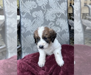 Saint Berdoodle-Saint Bernard Mix Puppy for Sale in EPHRATA, Pennsylvania USA