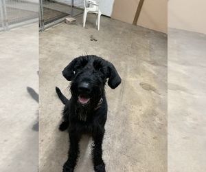Schnauzer (Giant) Dogs for adoption in CLERMONT, FL, USA
