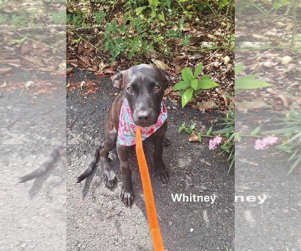 Medium Photo #6 Labrador Retriever-Unknown Mix Puppy For Sale in Virginia Beach, VA, USA
