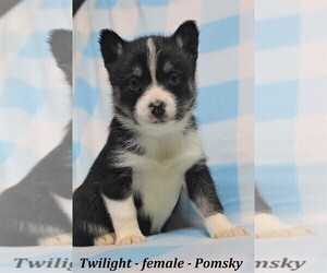 Pomsky Puppy for Sale in OWENTON, Kentucky USA