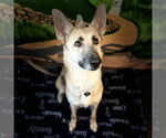 Small #1 German Shepherd Dog