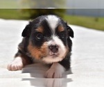 Small Photo #3 Miniature Australian Shepherd Puppy For Sale in PALM COAST, FL, USA