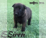 Small Photo #8 Belgian Malinois Puppy For Sale in CHANDLER, AZ, USA