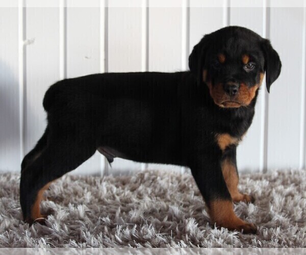 Medium Photo #5 Rottweiler Puppy For Sale in FREDERICKSBURG, OH, USA