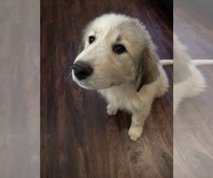 Anatolian Shepherd-Great Pyrenees Mix Puppy for Sale in DANIELSVILLE, Georgia USA