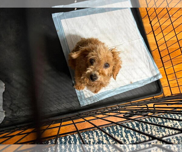 Medium Photo #4 Poodle (Miniature)-Unknown Mix Puppy For Sale in Grafton, WI, USA