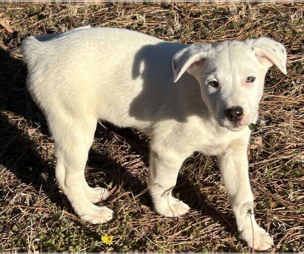 Medium Photo #4 Labrador Retriever-Unknown Mix Puppy For Sale in Rockaway, NJ, USA