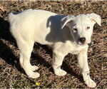 Small #3 Labrador Retriever Mix