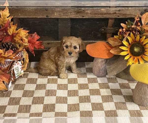 Medium Photo #2 Cavapoo (Miniature) Puppy For Sale in FULTON, KS, USA