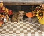 Arial - Female Cavapoo (Miniature) Puppy for Sale - Photo #2