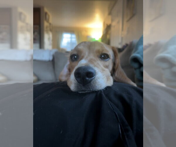 Medium Photo #6 Beagle-Unknown Mix Puppy For Sale in Fort Collins, CO, USA