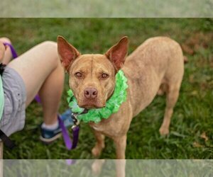 Coco - Female - Mix Dog for Adoption - Photo #2