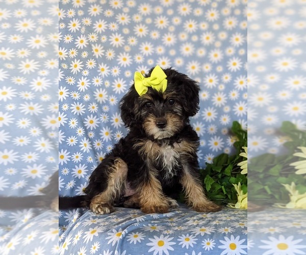 Medium Photo #3 Poodle (Miniature)-Shorkie Tzu Mix Puppy For Sale in KIRKWOOD, PA, USA