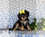 Small Photo #3 Poodle (Miniature)-Shorkie Tzu Mix Puppy For Sale in KIRKWOOD, PA, USA