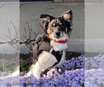 Small #1 Mutt