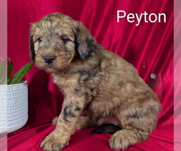 Medium Photo #3 Bernedoodle Puppy For Sale in CANON CITY, CO, USA