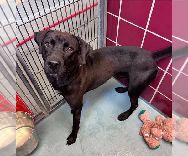 Medium Photo #3 Labrador Retriever-Unknown Mix Puppy For Sale in Lakewood, CO, USA
