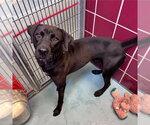Small #2 Labrador Retriever Mix