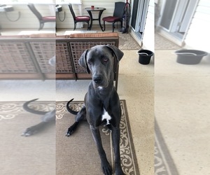 Great Dane Puppy for sale in HEMBY, NC, USA