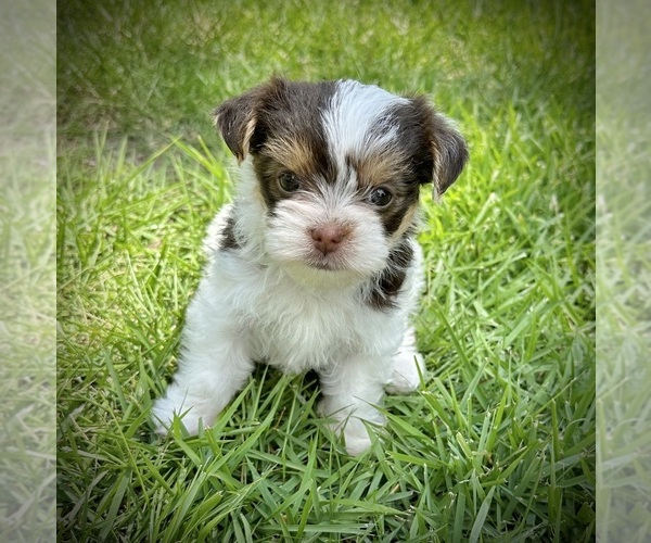 Medium Photo #1 Yorkshire Terrier Puppy For Sale in AUSTIN, TX, USA