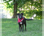 Small #1 Labrador Retriever Mix