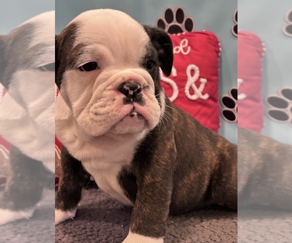Medium Photo #10 Bulldog Puppy For Sale in BOWLING GREEN, KY, USA