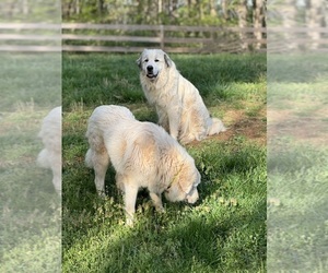 Father of the Great Pyrenees puppies born on 03/10/2024