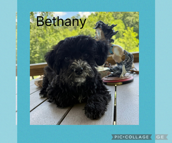 Medium Photo #1 Poodle (Toy)-Yorkshire Terrier Mix Puppy For Sale in BENNINGTON, IN, USA