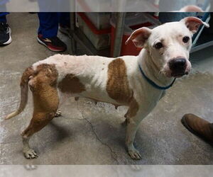 American Pit Bull Terrier-Unknown Mix Dogs for adoption in Ocala, FL, USA