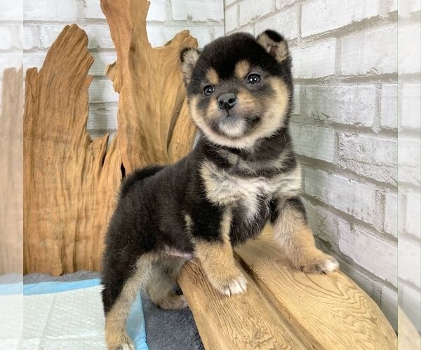 Medium Photo #5 Shiba Inu Puppy For Sale in HOUSTON, TX, USA