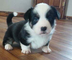 Pembroke Welsh Corgi Puppy for sale in MILTON, WI, USA
