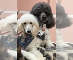 Small Photo #1 Poodle (Standard) Puppy For Sale in LILY, KY, USA