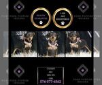 Puppy Cassidy AKC Miniature Pinscher