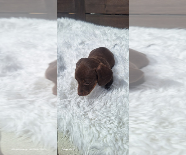 Medium Photo #17 Dachshund Puppy For Sale in TWENTYNINE PALMS, CA, USA