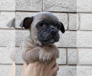 Rocket - Male Pug-Unknown Mix Dog for Adoption - Photo #9