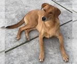 Small #2 Doberman Pinscher