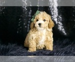 Small Photo #49 Maltipoo Puppy For Sale in WARSAW, IN, USA