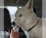 Small #14 Huskies  Mix