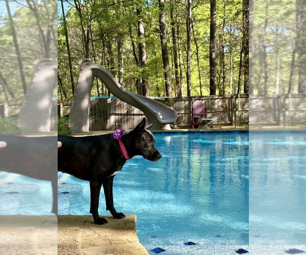 Medium Photo #5 Holland Shepherd-Unknown Mix Puppy For Sale in Rockaway, NJ, USA